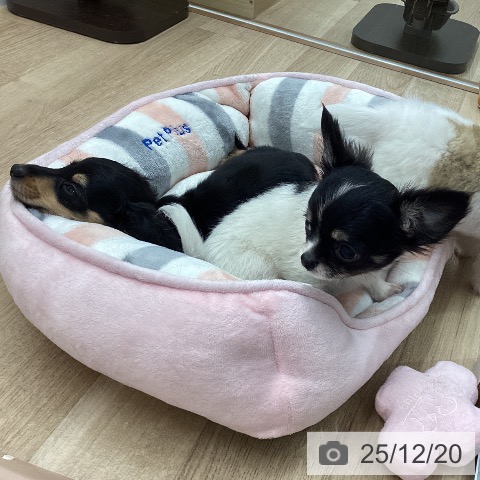 宮城県のミニチュアダックスフンド(ロング) (ペットプラス 名取店/2025年10月6日生まれ/男の子/ブラックタン)の子犬の3枚目の画像