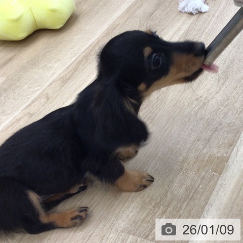 東京都のミニチュアダックスフンド(ロング) (ペットプラス 日の出店/2025年10月6日生まれ/女の子/ブラックタン)の子犬の4枚目の画像