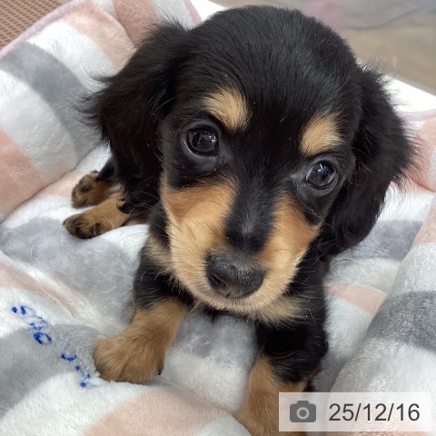 長野県のミニチュアダックスフンド(ロング) (ペットプラス 松本店/2025年10月9日生まれ/男の子/ブラックタン)の子犬の3枚目の画像