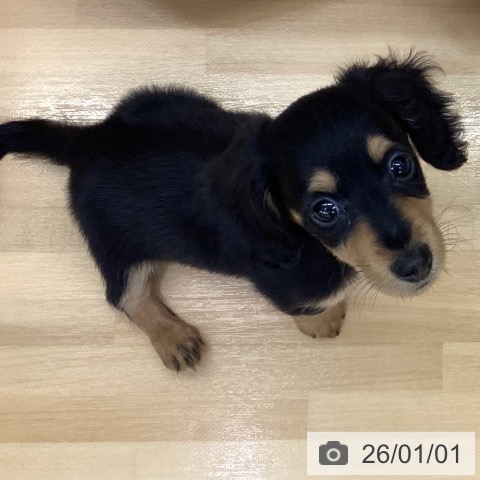 長野県のミニチュアダックスフンド(ロング) (ペットプラス 松本店/2025年10月9日生まれ/男の子/ブラックタン)の子犬の3枚目の画像