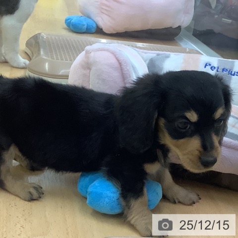 埼玉県のミニチュアダックスフンド(ロング) (ペットプラス 羽生店/2025年10月9日生まれ/男の子/ブラックタン)の子犬の3枚目の画像