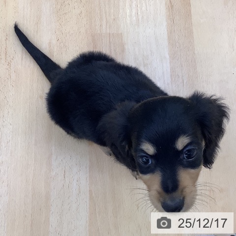 埼玉県のミニチュアダックスフンド(ロング) (ペットプラス 羽生店/2025年10月9日生まれ/男の子/ブラックタン)の子犬の3枚目の画像