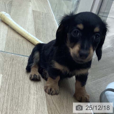 千葉県のミニチュアダックスフンド(ロング) (ペットプラス 船橋店/2025年10月9日生まれ/女の子/ブラックタン)の子犬の3枚目の画像