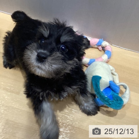 ミニチュア・シュナウザーの写真