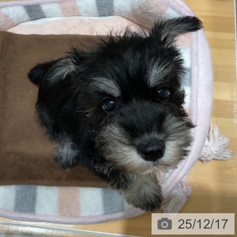 埼玉県のミニチュアシュナウザー (ペットプラス 与野店/2025年10月8日生まれ/女の子/ブラックシルバー)の子犬の4枚目の画像