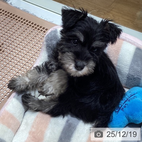 埼玉県のミニチュアシュナウザー (ペットプラス 与野店/2025年10月8日生まれ/女の子/ブラックシルバー)の子犬の3枚目の画像