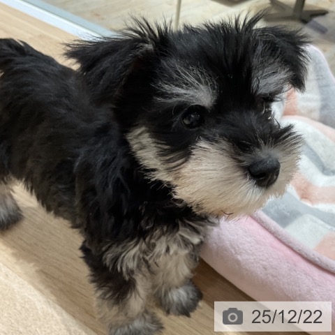 埼玉県のミニチュアシュナウザー (ペットプラス ららぽーと富士見店/2025年10月8日生まれ/女の子/ブラックシルバー)の子犬の3枚目の画像