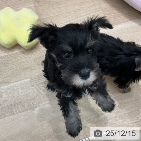 群馬県のミニチュアシュナウザー (ペットプラス イオンモール太田店/2025年10月8日生まれ/女の子/ブラックシルバー)の子犬の4枚目の画像