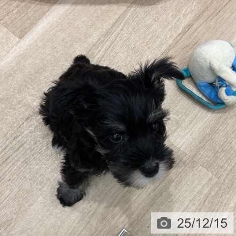 群馬県のミニチュアシュナウザー (ペットプラス イオンモール太田店/2025年10月8日生まれ/女の子/ブラックシルバー)の子犬の3枚目の画像