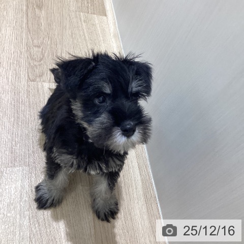 ミニチュア・シュナウザーの写真