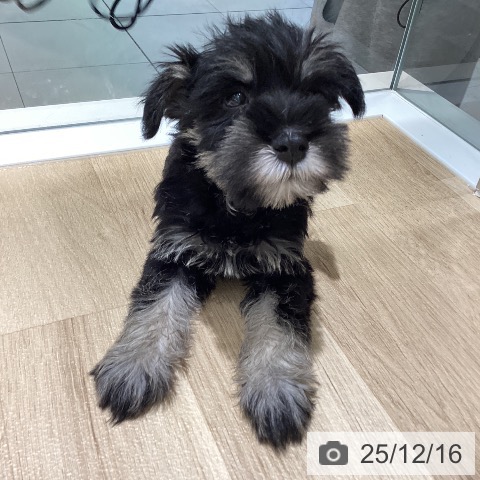 ミニチュア・シュナウザーの写真