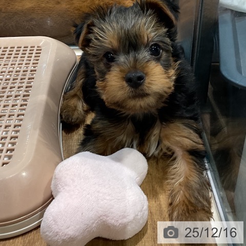 埼玉県のヨークシャーテリア (ペッツワン 新座店/2025年10月9日生まれ/男の子/スチールブルータン)の子犬の4枚目の画像