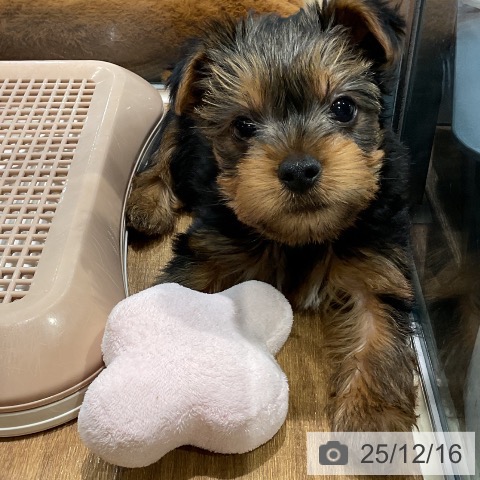 埼玉県のヨークシャーテリア (ペッツワン 新座店/2025年10月9日生まれ/男の子/スチールブルータン)の子犬の3枚目の画像