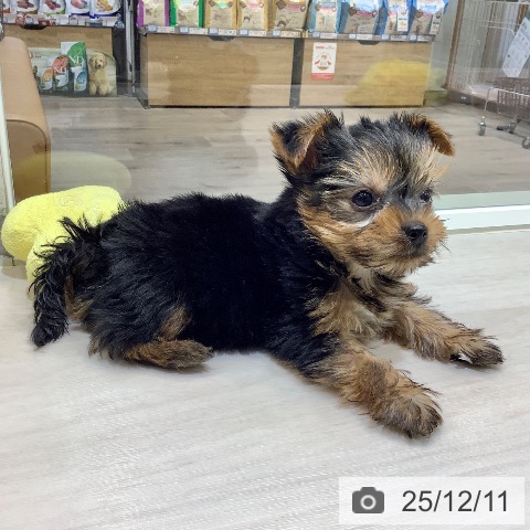 埼玉県のヨークシャーテリア (ペットプラス クレアモール川越店/2025年10月9日生まれ/男の子/スチールブルータン)の子犬の4枚目の画像