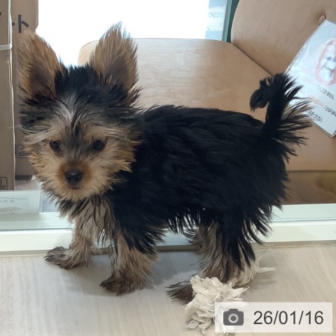 埼玉県のヨークシャーテリア (ペットプラス クレアモール川越店/2025年10月9日生まれ/男の子/スチールブルータン)の子犬の4枚目の画像