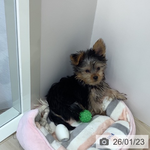 埼玉県のヨークシャーテリア (ペットプラス クレアモール川越店/2025年10月9日生まれ/男の子/スチールブルータン)の子犬の4枚目の画像