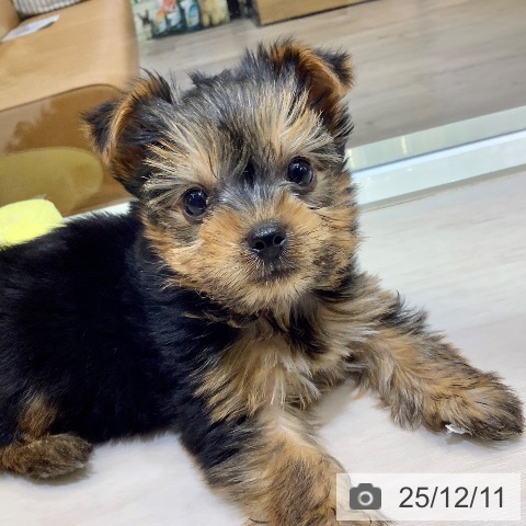 埼玉県のヨークシャーテリア (ペットプラス クレアモール川越店/2025年10月9日生まれ/男の子/スチールブルータン)の子犬の3枚目の画像