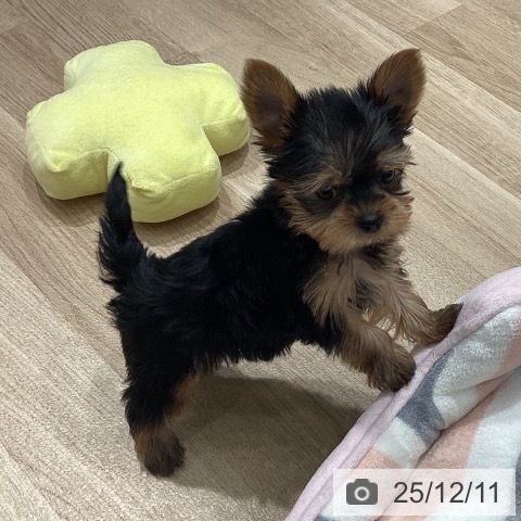 埼玉県のヨークシャーテリア (ペットプラス ピオニウォーク東松山店/2025年10月9日生まれ/男の子/スチールブルータン)の子犬の4枚目の画像