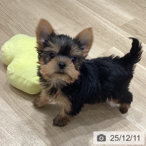 埼玉県のヨークシャーテリア (ペットプラス ピオニウォーク東松山店/2025年10月9日生まれ/男の子/スチールブルータン)の子犬の3枚目の画像