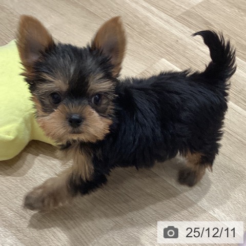 埼玉県のヨークシャーテリア (ペットプラス ピオニウォーク東松山店/2025年10月9日生まれ/男の子/スチールブルータン)の子犬の4枚目の画像