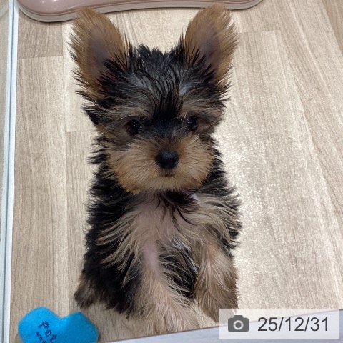 埼玉県のヨークシャーテリア (ペットプラス ピオニウォーク東松山店/2025年10月9日生まれ/男の子/スチールブルータン)の子犬の3枚目の画像