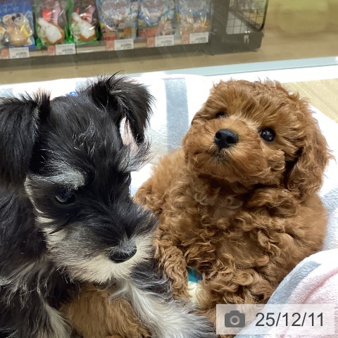 東京都のトイプードル(トイ) (ペットプラス MARK IS 葛飾かなまち店/2025年10月8日生まれ/女の子/レッド)の子犬の4枚目の画像