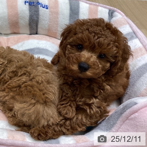 東京都のトイプードル(トイ) (ペットプラス MARK IS 葛飾かなまち店/2025年10月8日生まれ/女の子/レッド)の子犬の3枚目の画像