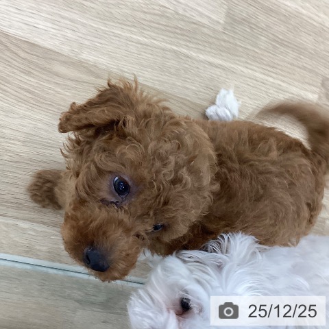 山梨県のトイプードル(トイ) (ペットプラス 甲府国母店/2025年10月9日生まれ/男の子/レッド)の子犬の4枚目の画像