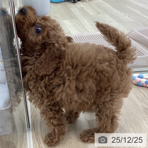 山梨県のトイプードル(トイ) (ペットプラス 甲府国母店/2025年10月9日生まれ/男の子/レッド)の子犬の3枚目の画像