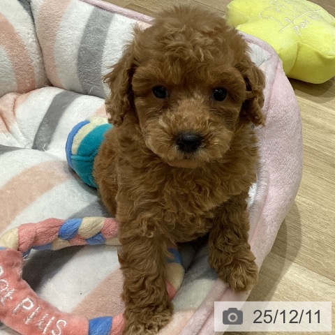 東京都のトイプードル(トイ) (ペットプラス MARK IS 葛飾かなまち店/2025年10月9日生まれ/女の子/アプリコット)の子犬の4枚目の画像