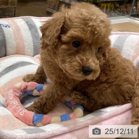 東京都のトイプードル(トイ) (ペットプラス MARK IS 葛飾かなまち店/2025年10月9日生まれ/女の子/アプリコット)の子犬の3枚目の画像