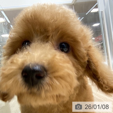 東京都のトイプードル(トイ) (ペットプラス MARK IS 葛飾かなまち店/2025年10月9日生まれ/女の子/アプリコット)の子犬の4枚目の画像