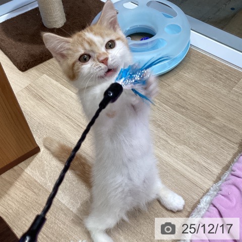 東京都のミヌエット (ペットプラス むさし村山店/2025年9月19日生まれ/男の子/レッドホワイト)の子猫の4枚目の画像