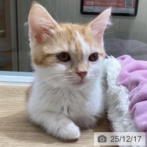 東京都のミヌエット (ペットプラス むさし村山店/2025年9月19日生まれ/男の子/レッドホワイト)の子猫の3枚目の画像