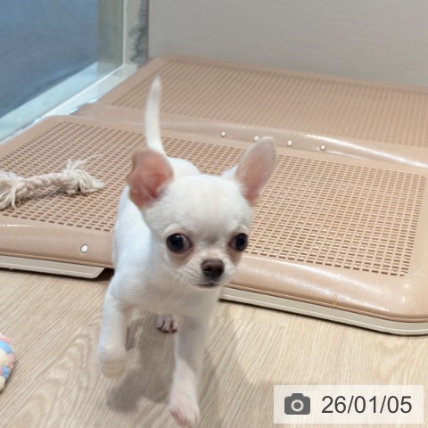 千葉県のチワワ(ロング) (ペットプラス ユーカリが丘店/2025年10月7日生まれ/男の子/クリームホワイト)の子犬の3枚目の画像