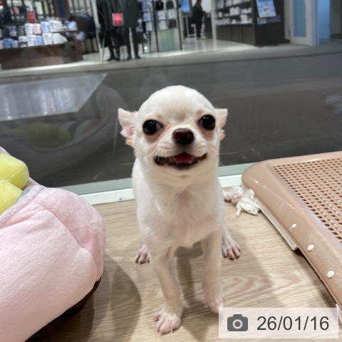 千葉県のチワワ(ロング) (ペットプラス ユーカリが丘店/2025年10月7日生まれ/男の子/クリームホワイト)の子犬の3枚目の画像