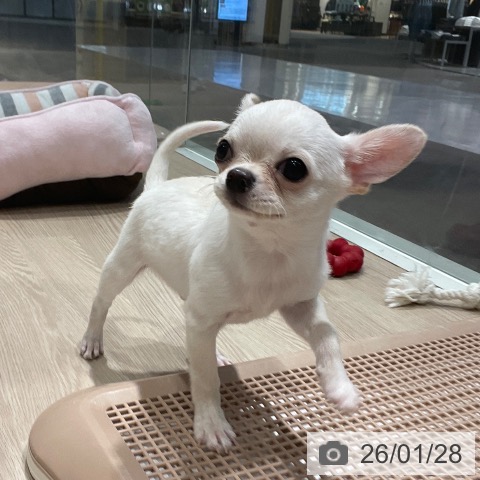 千葉県のチワワ(ロング) (ペットプラス ユーカリが丘店/2025年10月7日生まれ/男の子/クリームホワイト)の子犬の3枚目の画像