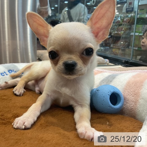 埼玉県のチワワ(ロング) (ペッツワン 新座店/2025年10月7日生まれ/男の子/クリームホワイト)の子犬の3枚目の画像