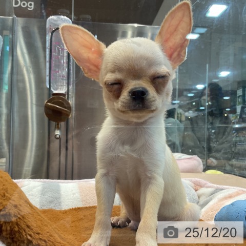 埼玉県のチワワ(ロング) (ペッツワン 新座店/2025年10月7日生まれ/男の子/クリームホワイト)の子犬の4枚目の画像