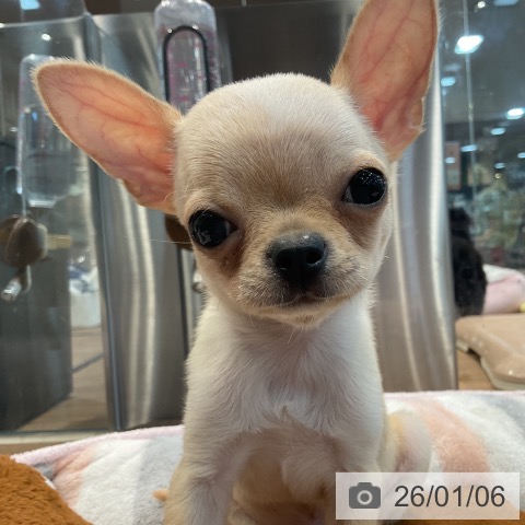 埼玉県のチワワ(ロング) (ペッツワン 新座店/2025年10月7日生まれ/男の子/クリームホワイト)の子犬の3枚目の画像