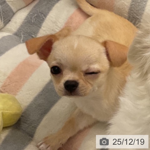 神奈川県のチワワ(ロング) (ペットプラス 天王町店/2025年10月7日生まれ/男の子/クリームホワイト)の子犬の4枚目の画像