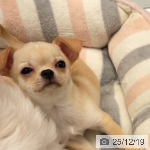 神奈川県のチワワ(ロング) (ペットプラス 天王町店/2025年10月7日生まれ/男の子/クリームホワイト)の子犬の3枚目の画像