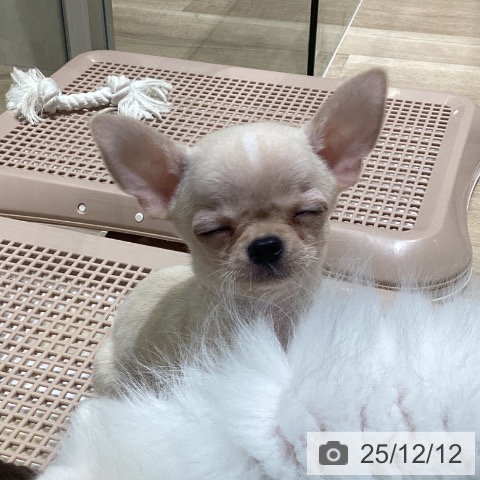 長野県のチワワ(ロング) (ペットプラス 須坂店/2025年10月8日生まれ/男の子/クリームホワイト)の子犬の4枚目の画像