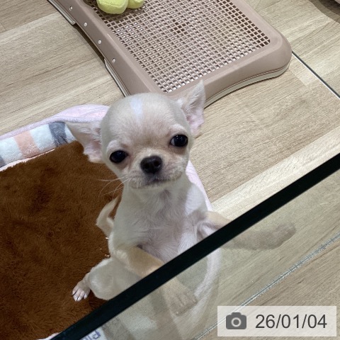 長野県のチワワ(ロング) (ペットプラス 須坂店/2025年10月8日生まれ/男の子/クリームホワイト)の子犬の4枚目の画像