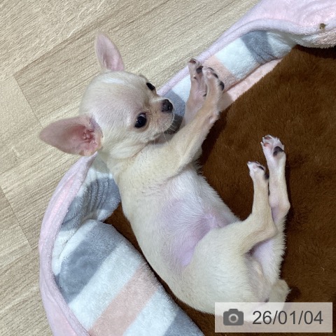 長野県のチワワ(ロング) (ペットプラス 須坂店/2025年10月8日生まれ/男の子/クリームホワイト)の子犬の4枚目の画像