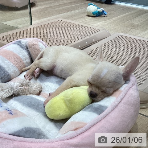 長野県のチワワ(ロング) (ペットプラス 須坂店/2025年10月8日生まれ/男の子/クリームホワイト)の子犬の4枚目の画像