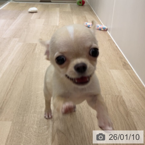 長野県のチワワ(ロング) (ペットプラス 長野店/2025年10月8日生まれ/男の子/クリームホワイト)の子犬の4枚目の画像