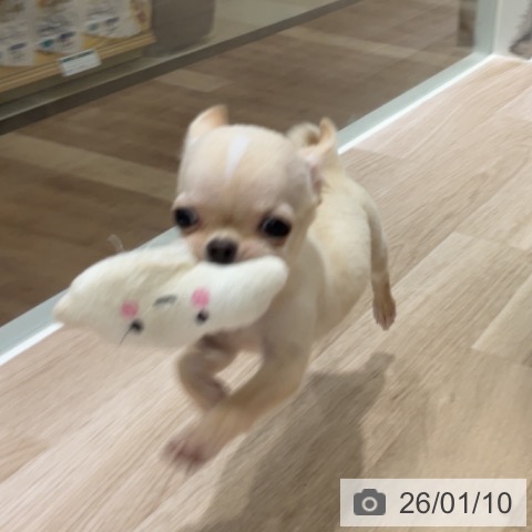 長野県のチワワ(ロング) (ペットプラス 長野店/2025年10月8日生まれ/男の子/クリームホワイト)の子犬の3枚目の画像