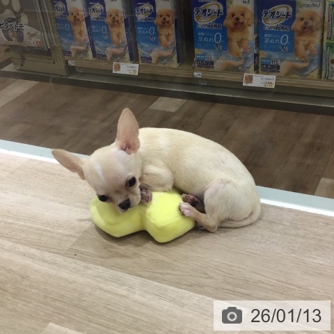 長野県のチワワ(ロング) (ペットプラス 長野店/2025年10月8日生まれ/男の子/クリームホワイト)の子犬の4枚目の画像