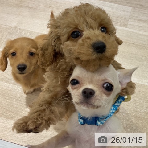 長野県のチワワ(ロング) (ペットプラス 長野店/2025年10月8日生まれ/男の子/クリームホワイト)の子犬の3枚目の画像